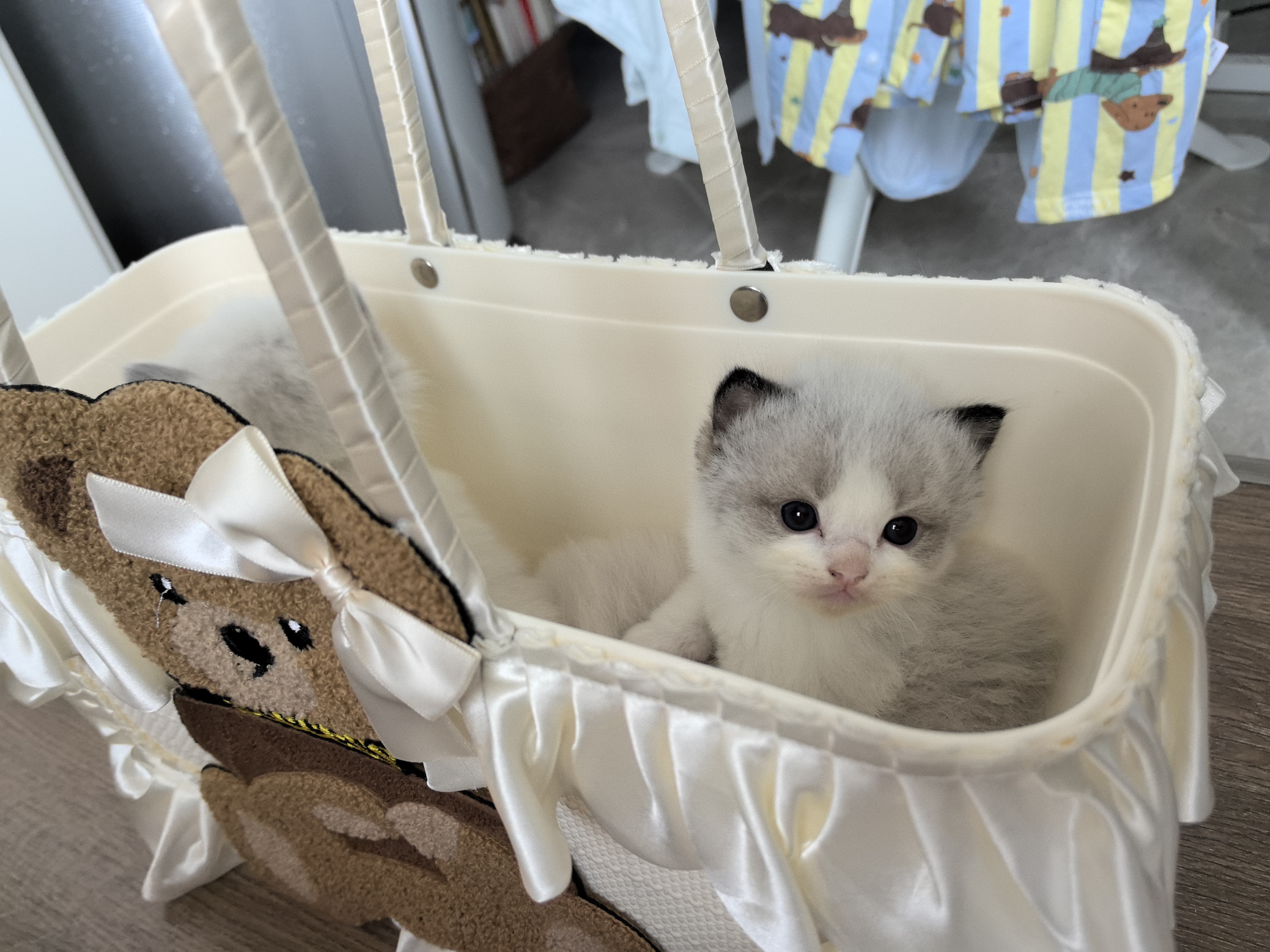 布偶猫
